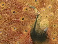 Detail of Screen with peacock and peahen, Japan, 1900-c.1910 (Museum no. LI1956.21)