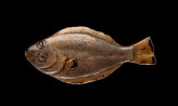 Figure of a flatfish