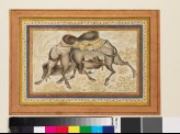 Page from a dispersed muraqqa‘, or album, depicting two camels fighting