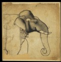 Head of an elephant