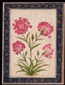 Botanical study of a carnation (LI118.71)