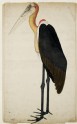 Adjutant Stork (Leptoptilos dubius)