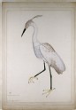 Little Egret in breeding plumage (Egretta garzetta)
