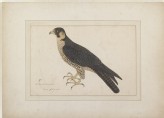 Peregrine (Shahin) Falcon (Falco peregrinus)