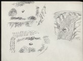 Three sketches of crops (LI2007.36)