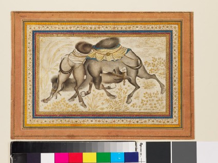 Page from a dispersed muraqqa‘, or album, depicting two camels fightingfront
