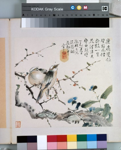 A pair of Chinese Bulbul birdsfront