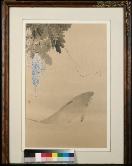 Carp and wisteriafront