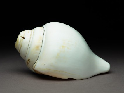 Ritual conch shellside