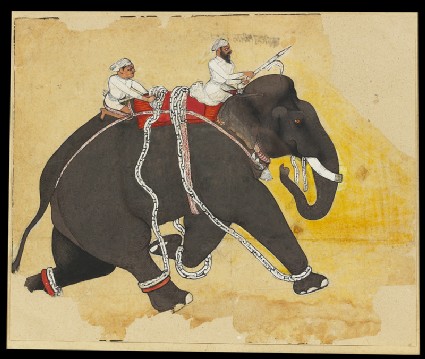 Elephant at a gallopfront