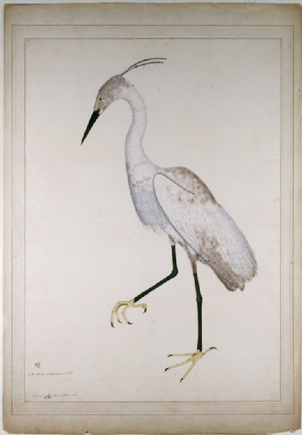 Little Egret in breeding plumage (Egretta garzetta)front