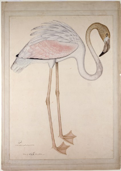 Greater Flamingo (Phoenicopteros ruber)front