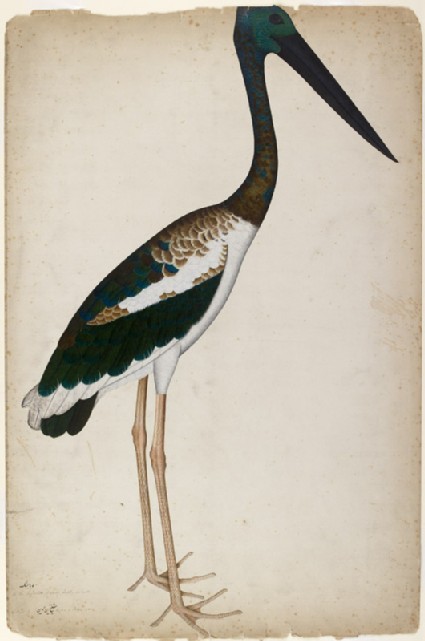 Black-necked Stork (Xenorhynchus asiaticus)front