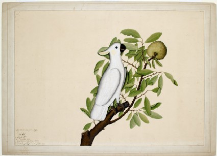 Sulphur-crested cockatoo (Cacatua galerita) on a custard apple branch (Annona reticulata)front