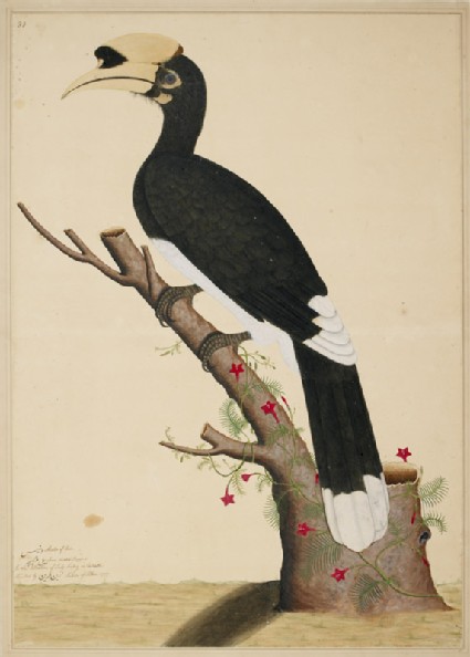 Pied Hornbill (Anthracoceros malabaricus)front