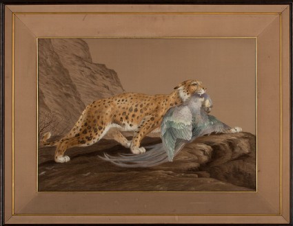 Ocelot carrying a dead macaw in a rocky landscapefront, Cat. No. 31