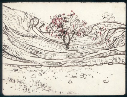 Apricot tree on a hillside in Hebei provincefront