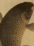 Leaping carp (detail, Cat. No. 42)