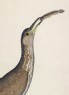 Immature Night Heron (Nycticorax nycticorax) (detail)